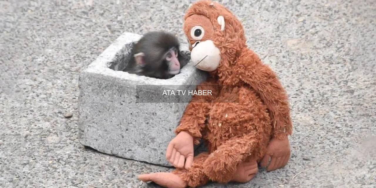 “Punch’ın Konfor Orangutanı” ve Pazarlama Hamleleri