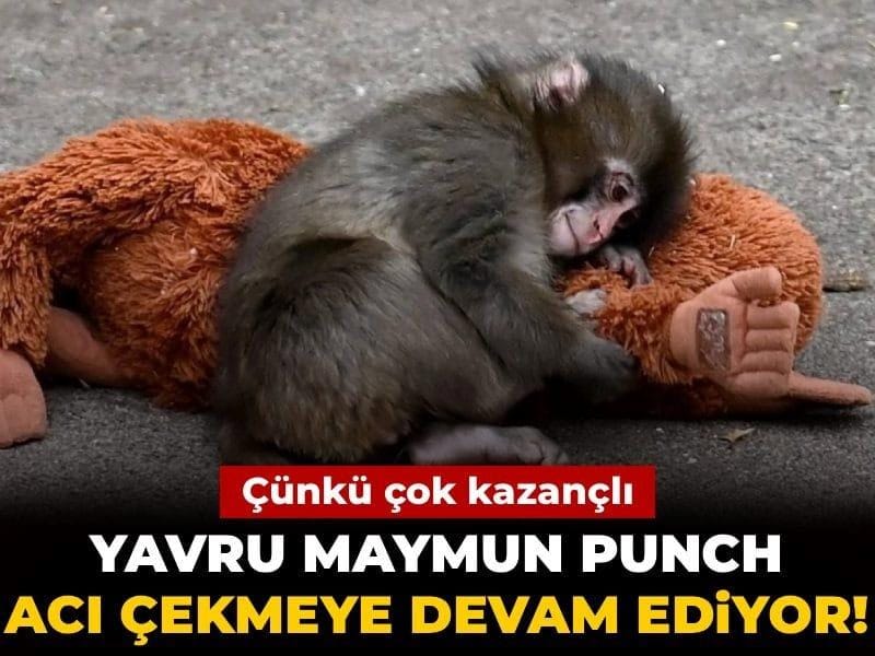 yavru-maymun-punch-aci-cekmeye-devam-ediyor-cunku-cok-kazancli-7yYlavqF.jpg