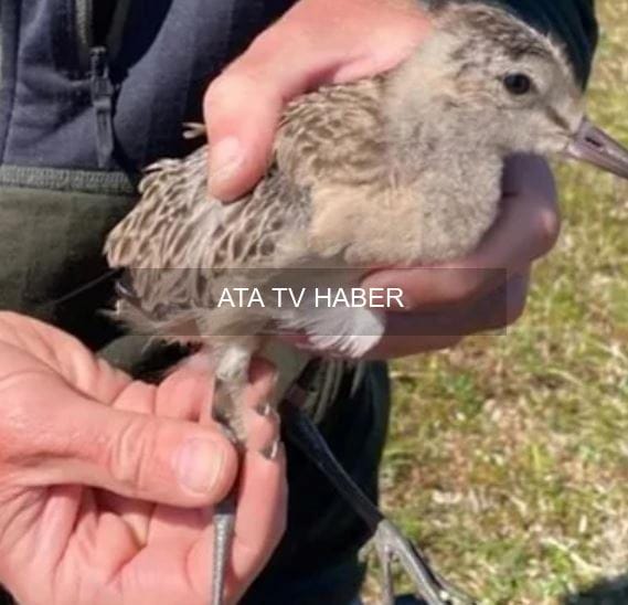B6 kodlu genç kıyı çulluğu, tek seferde 13.558 kilometre uçarak rekor kırdı