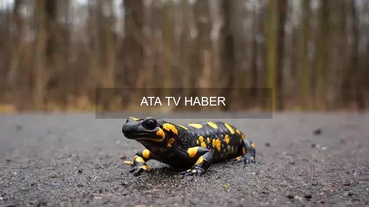 Dünya Yaban Hayatı Günü ve 2026 Teması