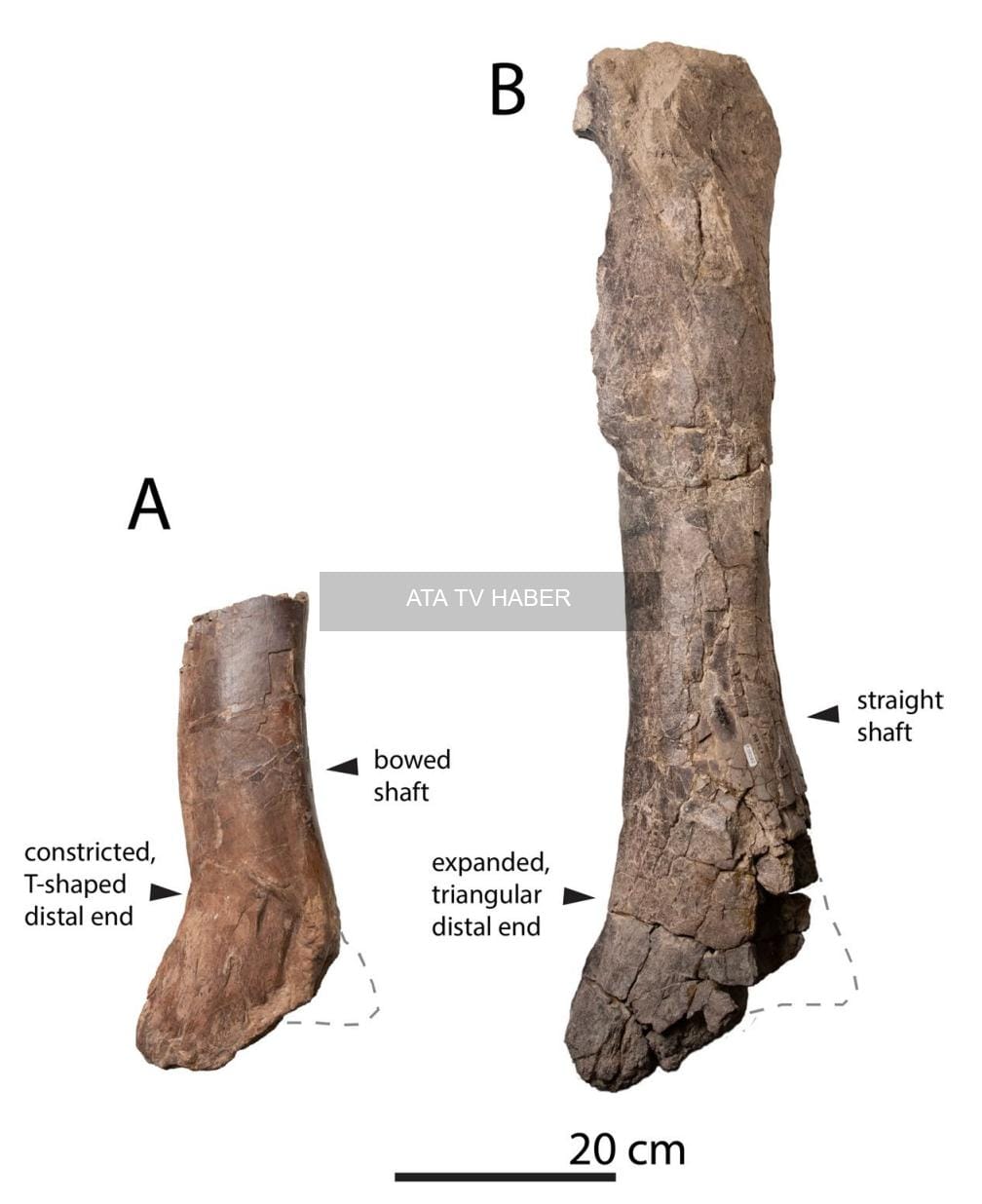 New Mexico'da Bulunan Dev Tiranozor Kemiği: Tyrannosauridlerin Erken Dönem İzleri