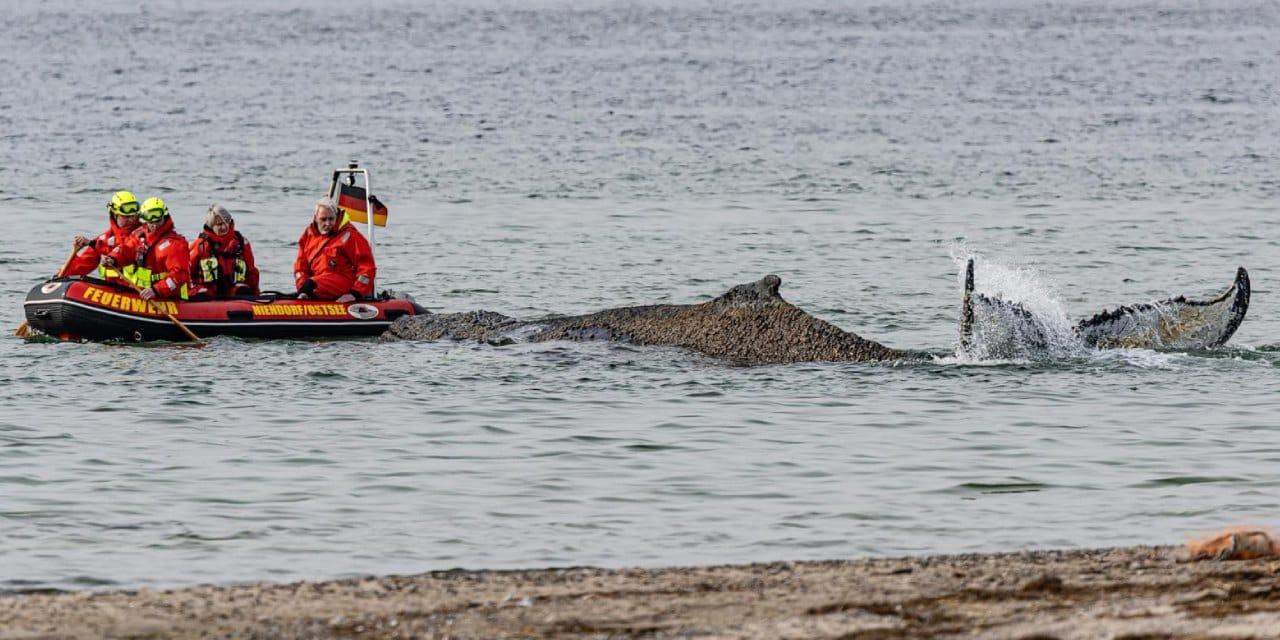Timmendorfer Strand’ta mahsur kalan kambur balina için zamana karşı kurtarma