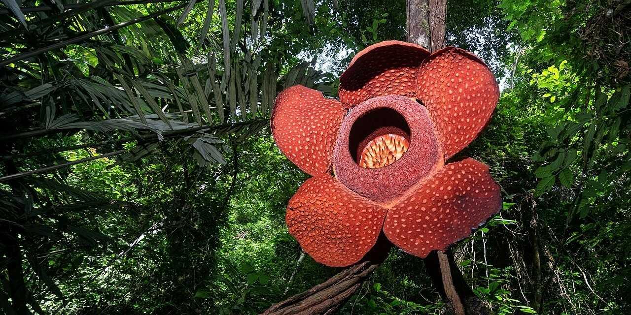 Rafflesia’nın Soyu Tehlikede: 42 Türün Tamamı Tehdit Altında Dünyanın en