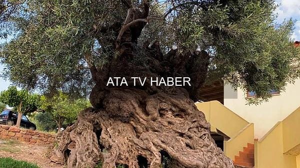Girit’teki Vouves Zeytin Ağacı: Binlerce Yıllık Doğal Anıt