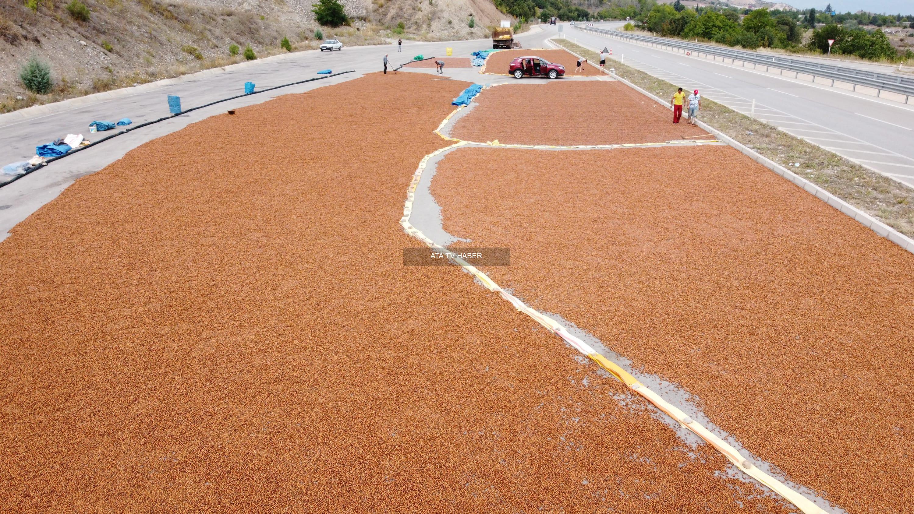 2026-2027 Fındık Rekoltesi İçin İlk Projeksiyon: 829.239 Ton Öngörülüyor