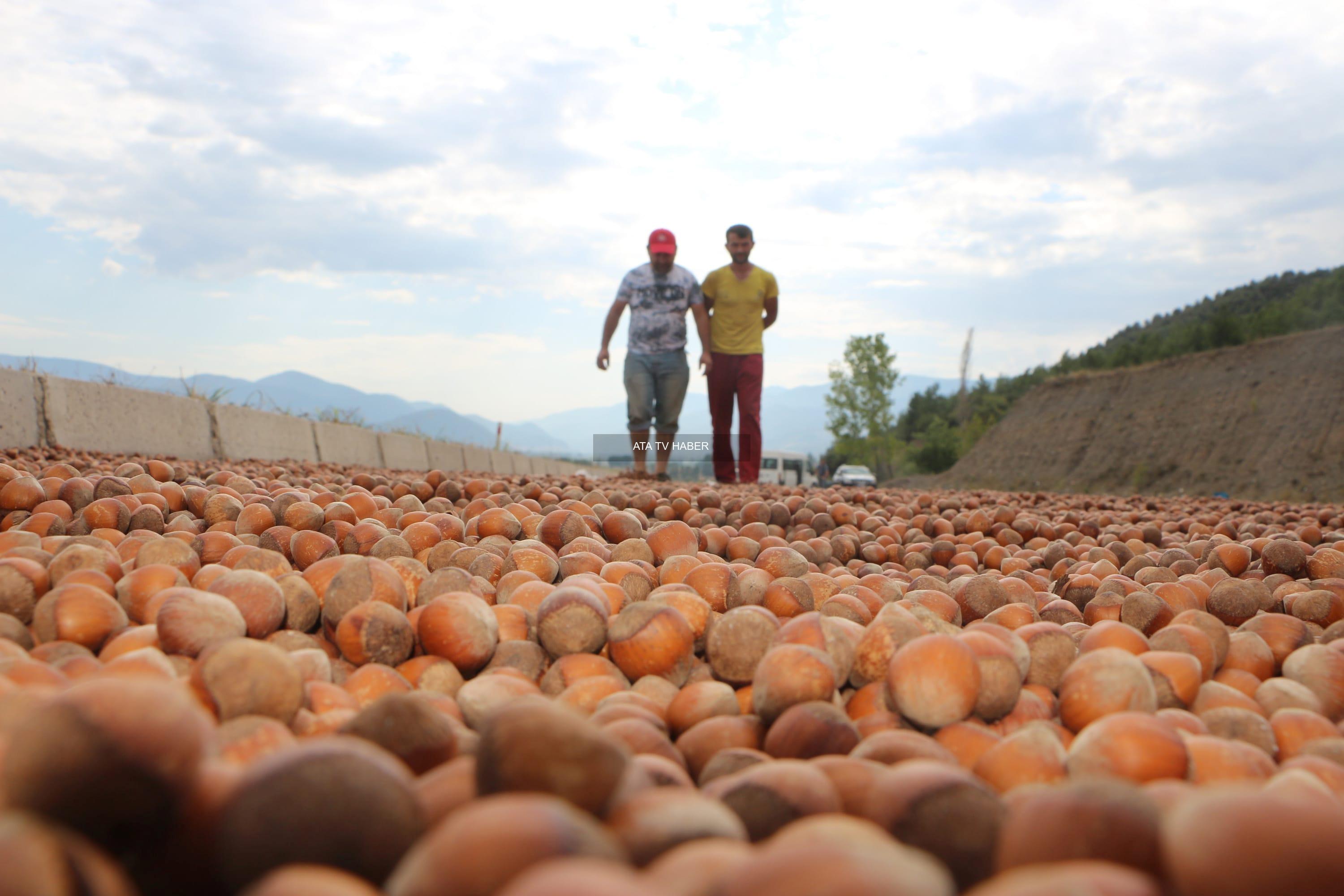 2026-2027 Fındık Rekoltesi İçin İlk Projeksiyon: 829.239 Ton Öngörülüyor