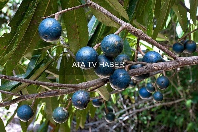Ağaçtan Düşse de Rengini Koruyor