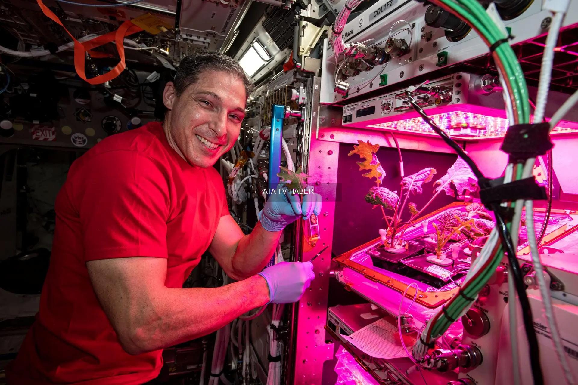 Uzayda Gıda Üretimi: Astronot Başına Giden Maliyeti Düşürme Çabaları ve Yeni Maya Tabanlı Yaklaşımlar