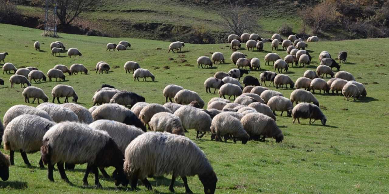 Yeni Nesil Çiftçilik: Halter’ın Cowgorithm Sistemiyle Dijital Sürü Yönetimi Yeni