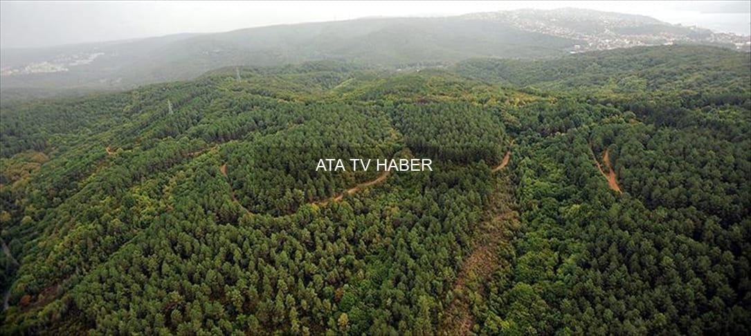 Ormanlarda Görünmez Tehdit: Havadan Gelen Mikroplastikler Toprakta Birikiyor