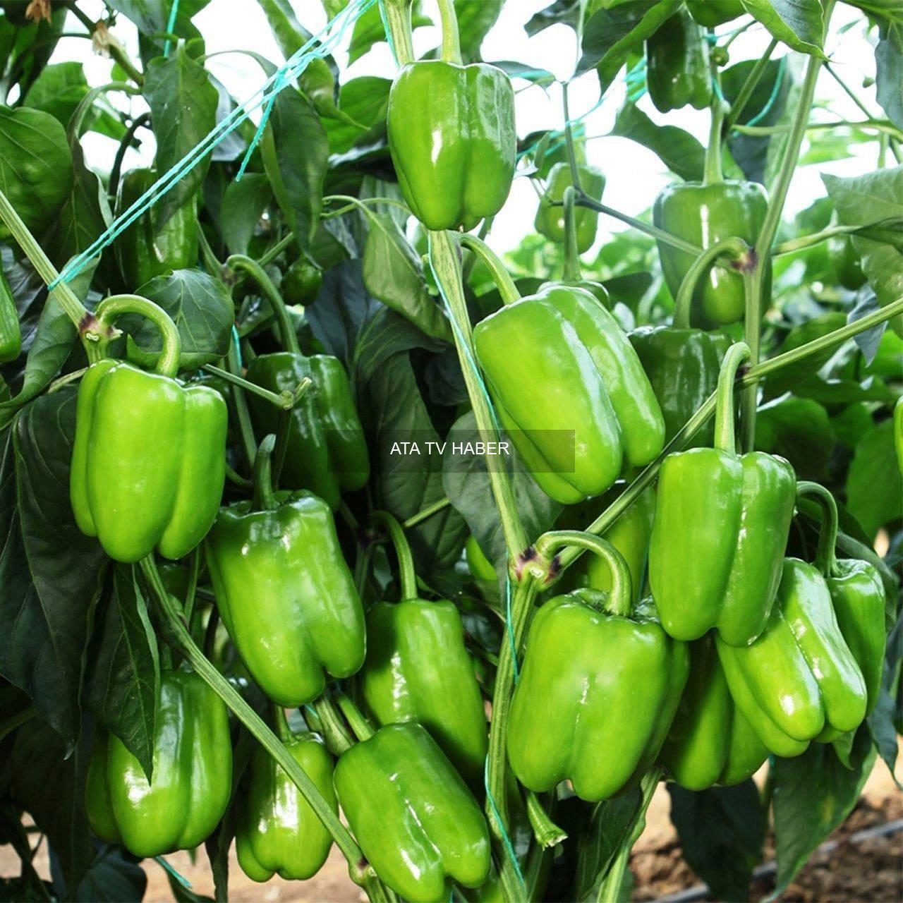 Yeni Araştırma: Hangi Meyve ve Sebzeler Pestisit Maruziyetini Artırıyor?