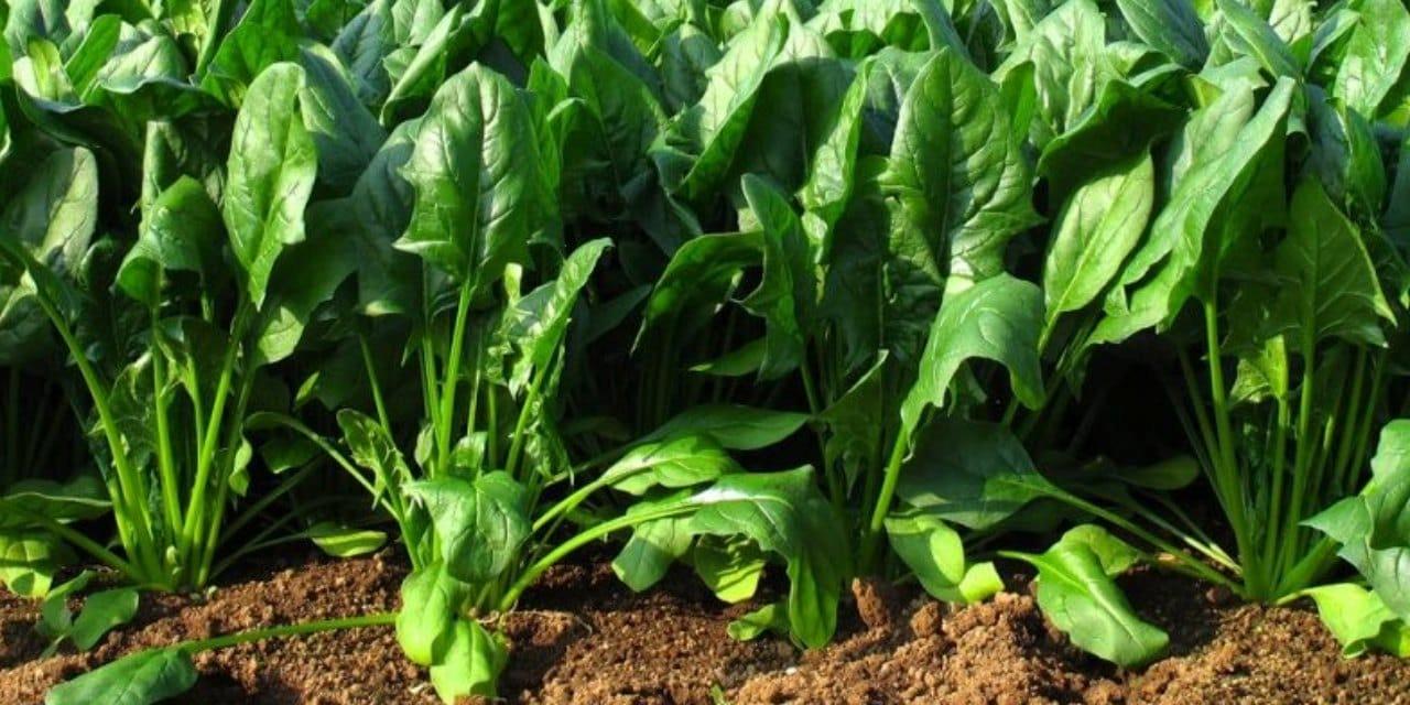 Yeni Araştırma: Hangi Meyve ve Sebzeler Pestisit Maruziyetini Artırıyor? Yeni