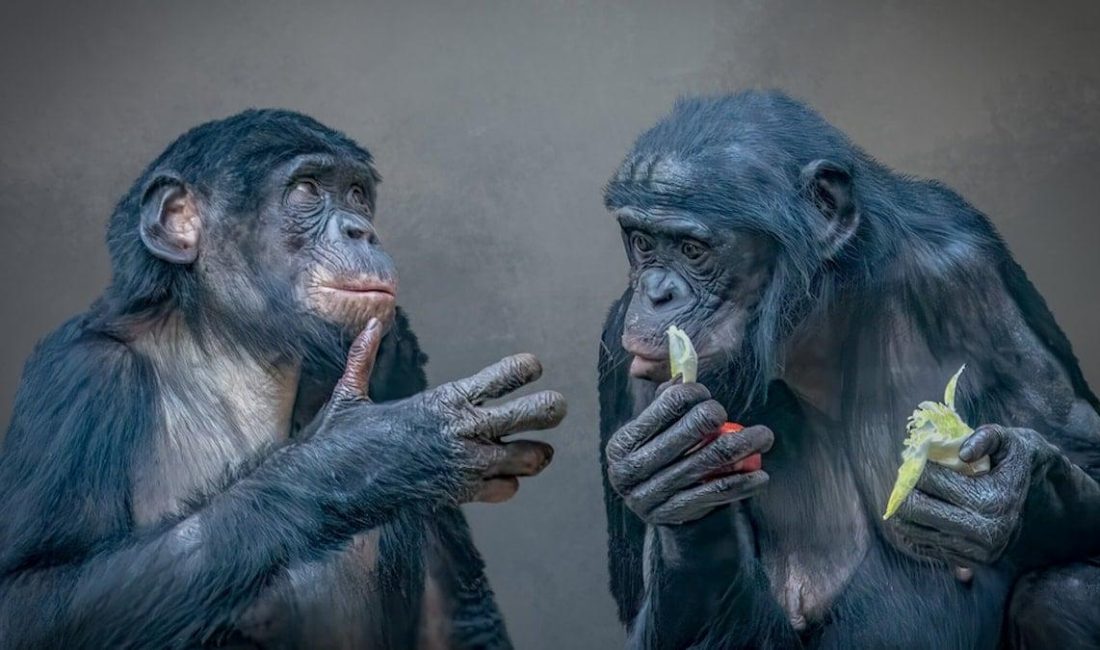 ‘Sarhoş’ maymun hipotezi kanıtlandı: Testi geçemiyorlar Kibale Şempanzelerinin İdrarından Alkol İzleri: ‘Sarhoş Maymun’ Hipotezine Yeni Kanıt