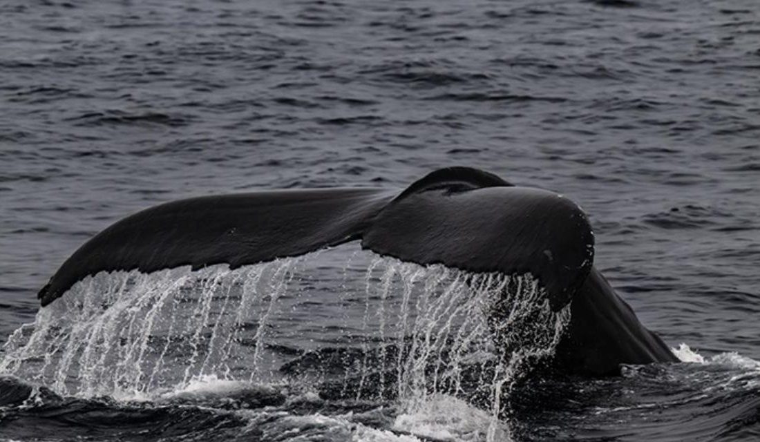 Niendorf açıklarında mahsur kalan kambur balina için kurtarma çalışmaları sürüyor