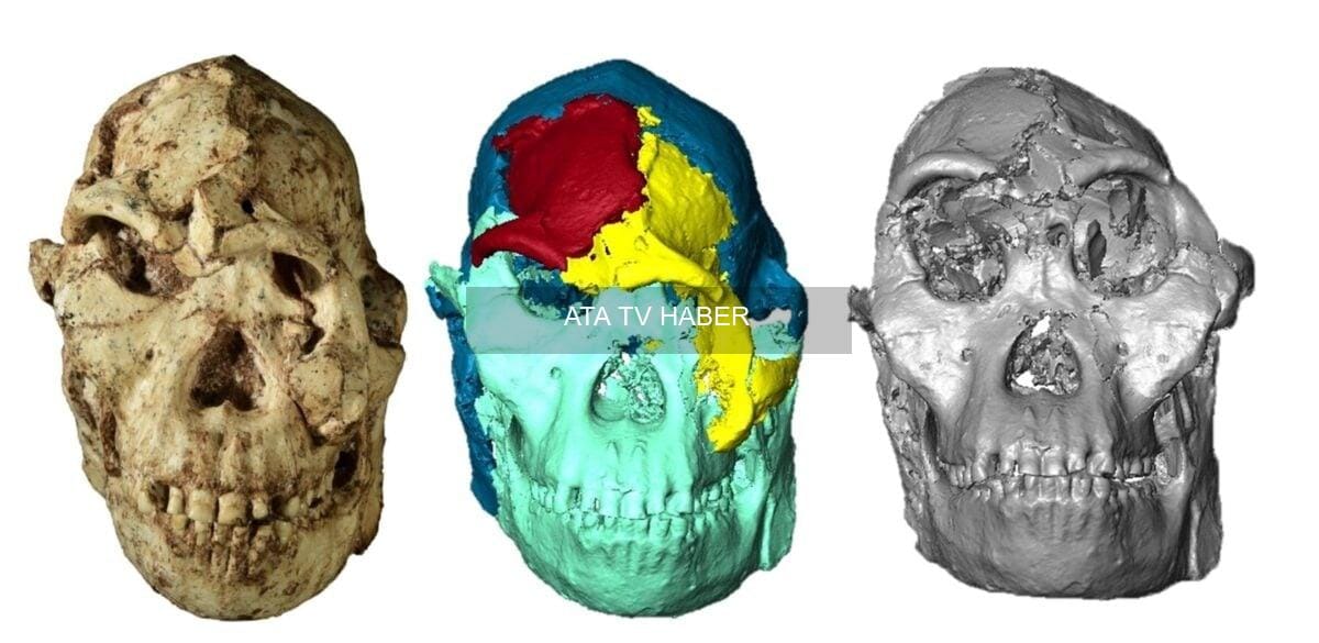 Little Foot’un Dijital Yüzü: Sterkfontein’deki Australopithecus Kafatası Yeniden İnşa Edildi