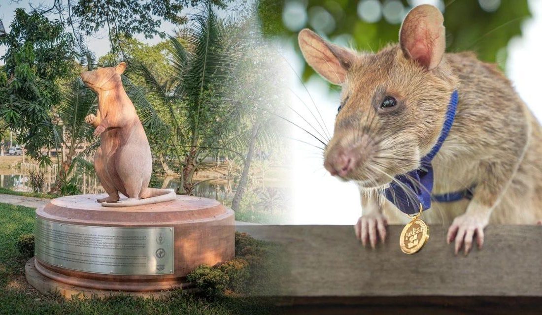 Altın nişanlı kahraman sıçan için 7 metrelik heykel dikildi Magawa’nın Anısına Siem Reap’te Yedi Metrelik Heykel Açıldı Kamboçya, savaş