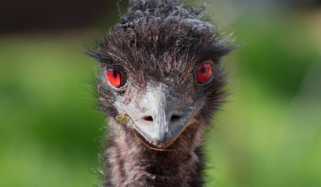 Avustralya savaşı kaybetti Avustralya ve Emular: Tarihe Geçen Bir Çatışma Avustralya’nın doğal yaşamı