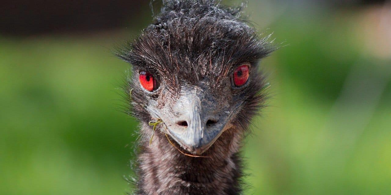 Avustralya ve Emular: Tarihe Geçen Bir Çatışma Avustralya’nın doğal yaşamı