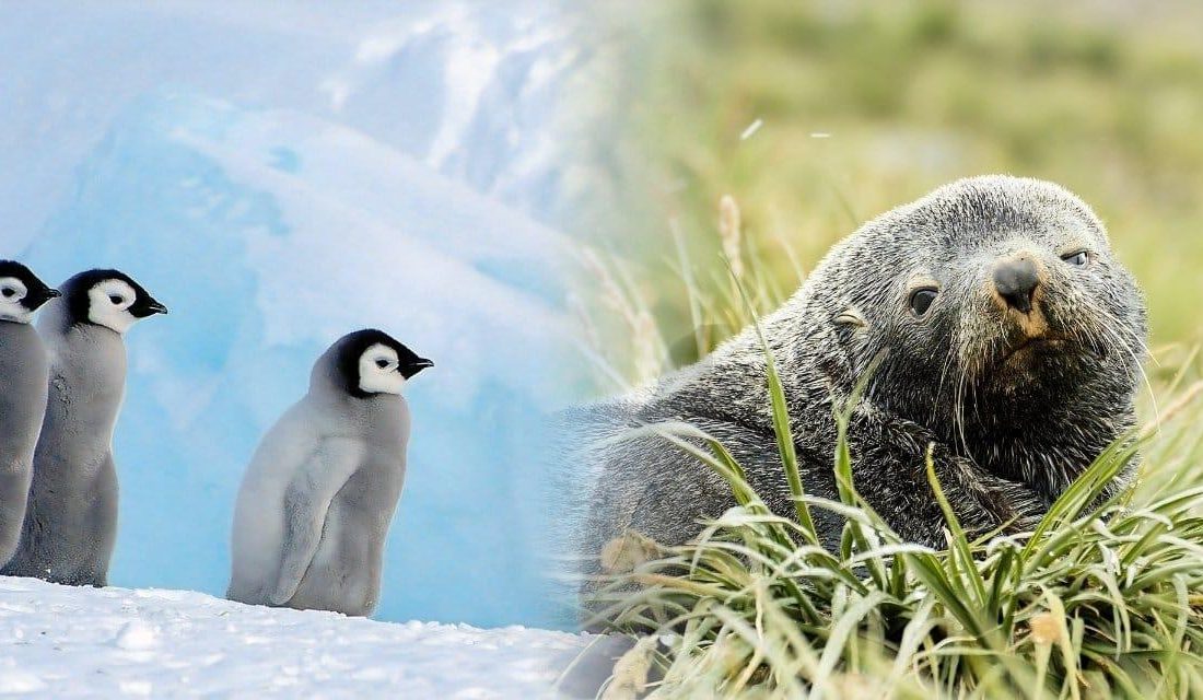 IUCN Kırmızı Listesi Güncellemesi: Antarktika Türlerinde Kritik Durum Dünya’nın en