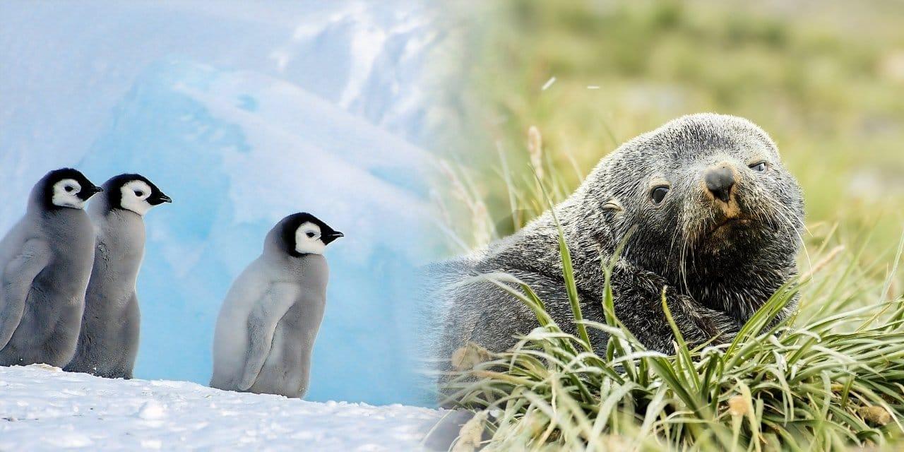 IUCN Kırmızı Listesi Güncellemesi: Antarktika Türlerinde Kritik Durum Dünya’nın en