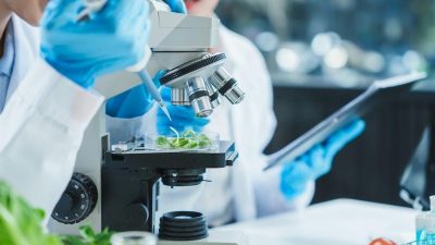 Küstüm Otunun Işık Döngülerini Öğrenmesi ve Beklenti Oluşturması ABD’de gerçekleştirilen