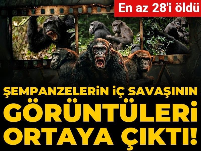 Şempanzelerin iç savaşının görüntüleri ortaya çıktı! En az 28’i öldü Kibale Ulusal Parkı’nda Ngogo Şempanze Topluluğunda Devam Eden Ayrışma ve