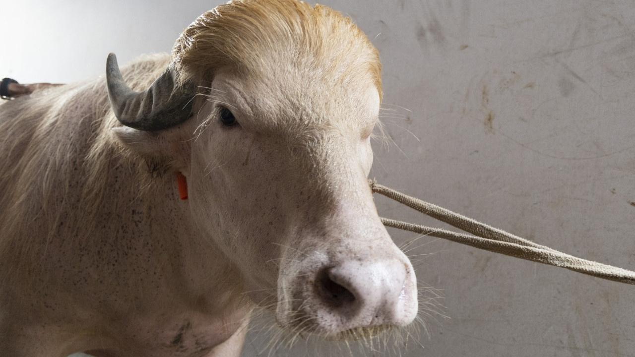Albino Manda ‘Donald Trump’ Lakabıyla Narayanganj’da İlgi Odağı Oldu Bangladeş’in