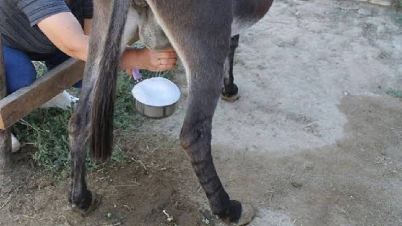ciftciler-artik-bu-sutun-pesinde-gunde-2-bardak-veriyor-ama-geliri-dudak-ucuklatiyor-UjiiyLmY.jpg