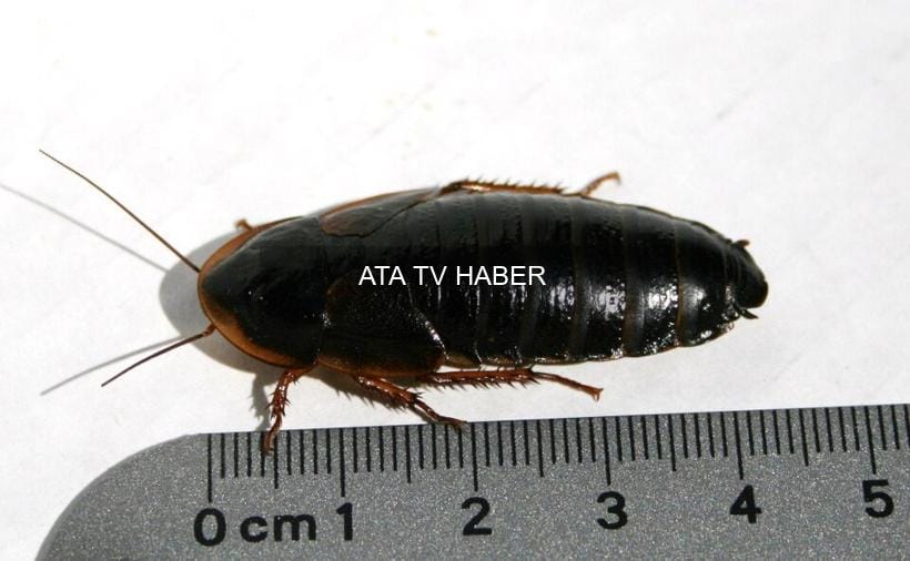 Avustralya’da Tarihin En Büyük Yasadışı Egzotik Omurgasız Operasyonu