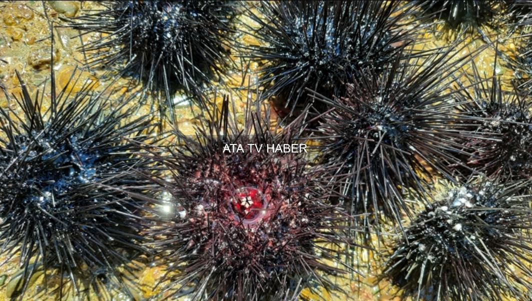 Deniz Kestanesi Kabuklarından Hidroksiapatit Üretimi Üzerine Yeni Bulgular