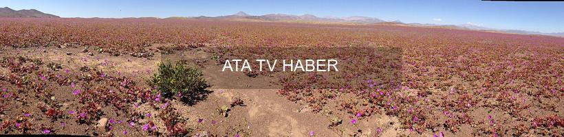 Atacama Çölü'nün 'Desierto Florido' Mucizesi: 2025 ve Beklenen Süper El Niño'nun Etkileri