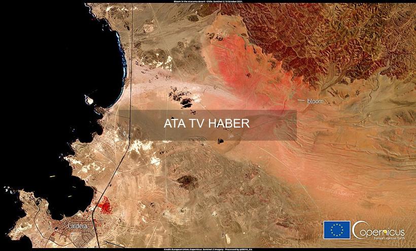 Atacama Çölü'nün 'Desierto Florido' Mucizesi: 2025 ve Beklenen Süper El Niño'nun Etkileri
