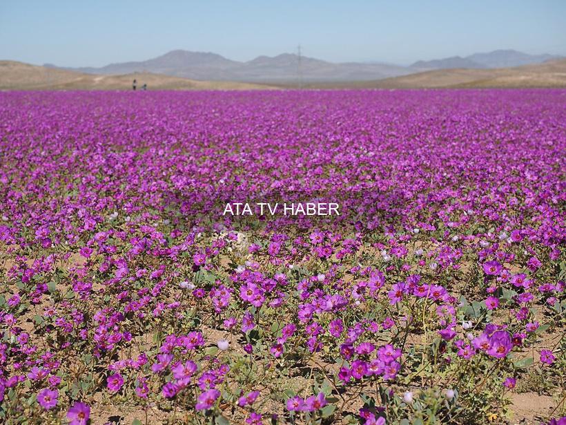 Atacama Çölü'nün 'Desierto Florido' Mucizesi: 2025 ve Beklenen Süper El Niño'nun Etkileri
