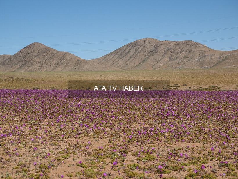 Atacama Çölü'nün 'Desierto Florido' Mucizesi: 2025 ve Beklenen Süper El Niño'nun Etkileri