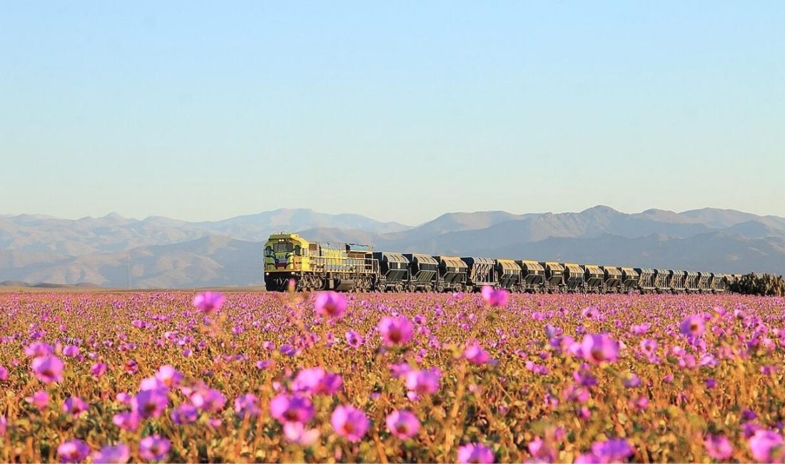 Atacama Çölü’nün ‘Desierto Florido’ Mucizesi: 2025 ve Beklenen Süper El