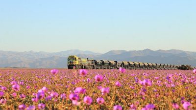 Atacama Çölü’nün ‘Desierto Florido’ Mucizesi: 2025 ve Beklenen Süper El