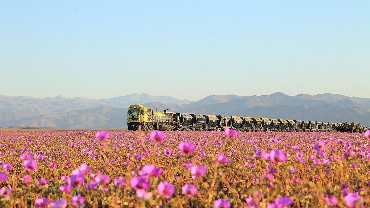 Atacama Çölü’nün ‘Desierto Florido’ Mucizesi: 2025 ve Beklenen Süper El