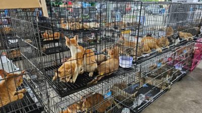 Yasa Dışı Kedi Ticareti Ağı Çökertildi Vietnam’ın güneyinde polis ekipleri
