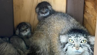 Niabi Hayvanat Bahçesi’nde Yeniden Doğan Umut: Pallas Kedisi Eevi’nin Üç