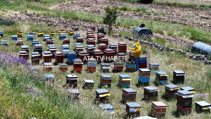 Kayseri’nin İncesu’sundan Şehir Hayatını Bırakan Genç Arıcı: 50 Kovandan 1,2 Ton Hedefi