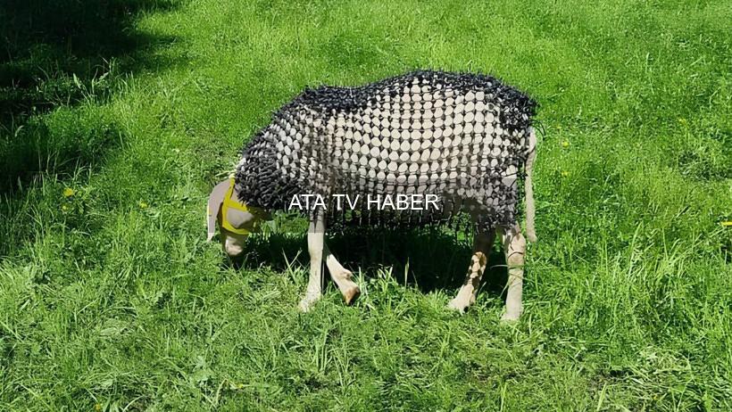 Koyunları Korumak İçin Geliştirilen Plastik Dikenli Zırh Tartışma Yarattı