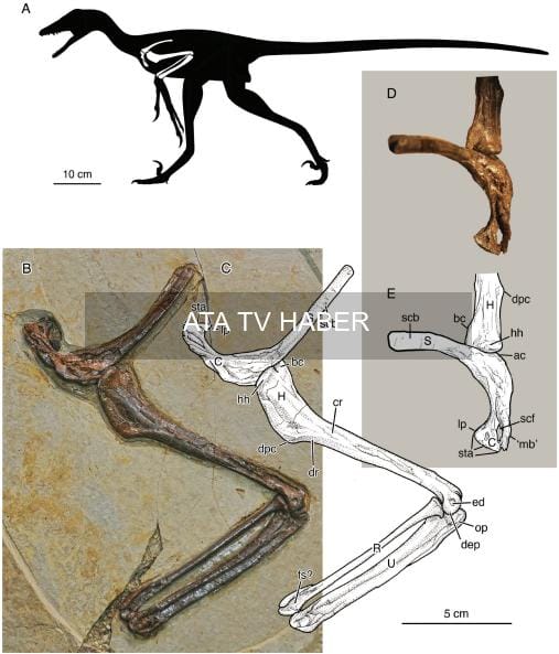 Kretase’nin Dört Kanatlı Avcısı: Jian changmaensis’in Keşfi