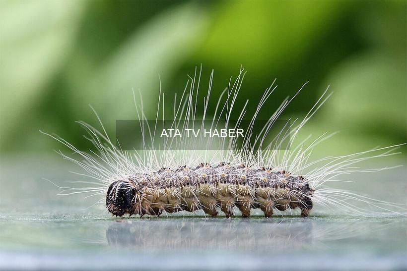 Almanya’da Meşe Tırtılı İstilası Hızlandı