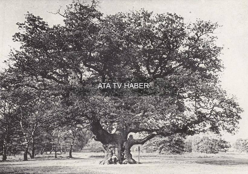Sherwood’un Simgesi Major Oak 1.200 Yılın Ardından Yaşamını Yitirdi