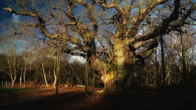Sherwood’un Simgesi Major Oak 1.200 Yılın Ardından Yaşamını Yitirdi Nottinghamshire,