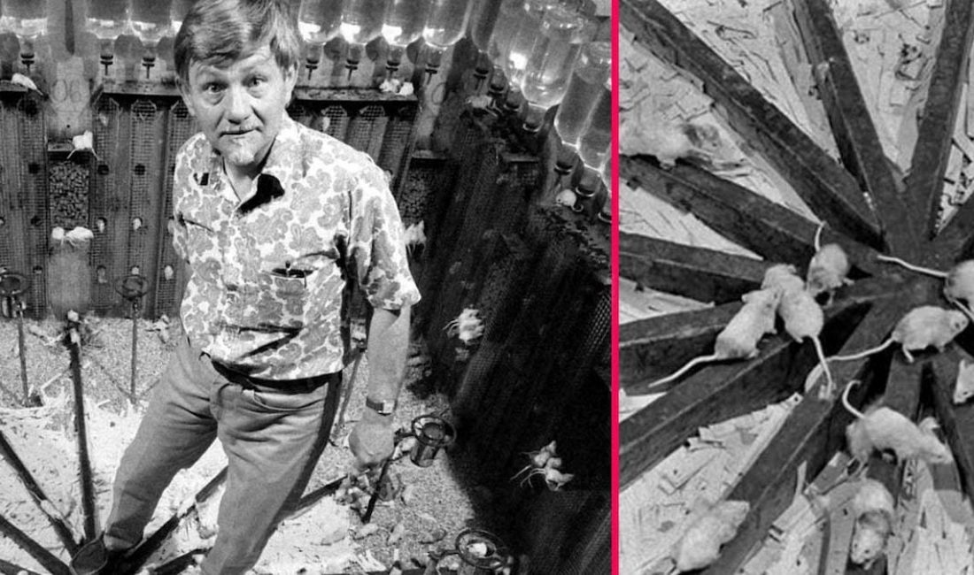 Evren 25 Deneyi: Başlangıç ve Kurulum 1968 yılında Amerikalı etolog