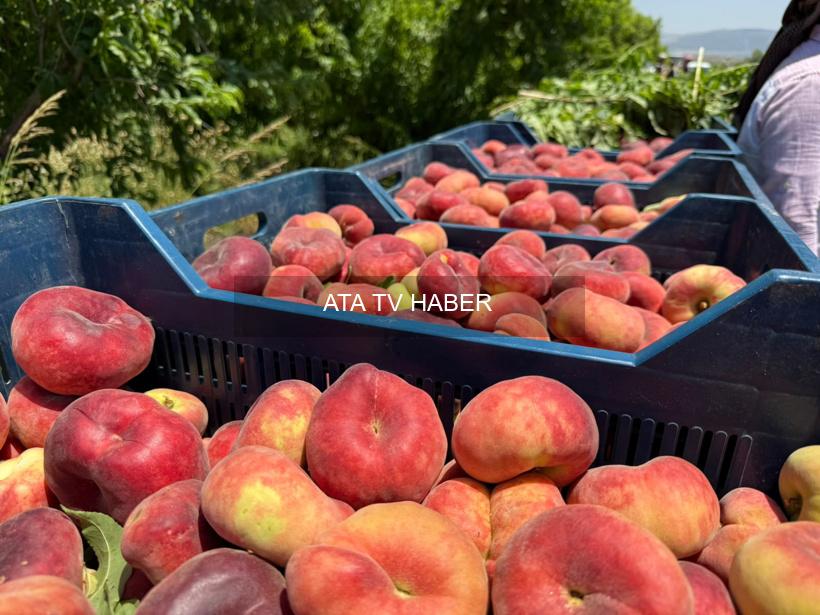 Reyhanlı’da Şeftali Fiyatlarındaki Uçurum: Bahçeden Pazara Kadar Kazanç Dağılımı