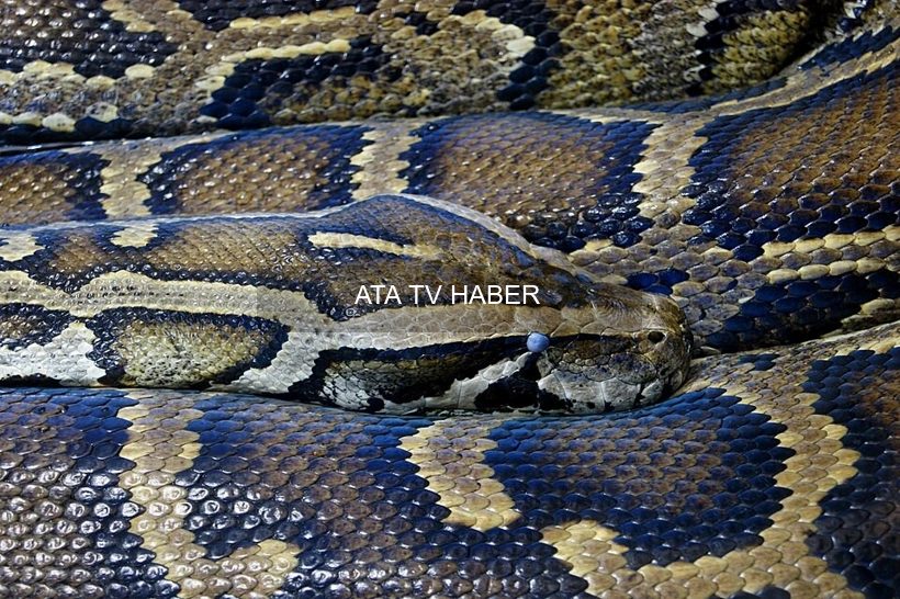 Everglades City’de Restoran, Piton Avcılarına Yılan Karşılığı Ücretsiz Pizza Kampanyası Başlattı
