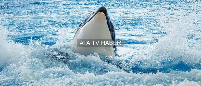 İber Yarımadası Açıklarında Katil Balinaların Tekneleri Hedef Alması: Bölgedeki Durum ve Alınan Önlemler
