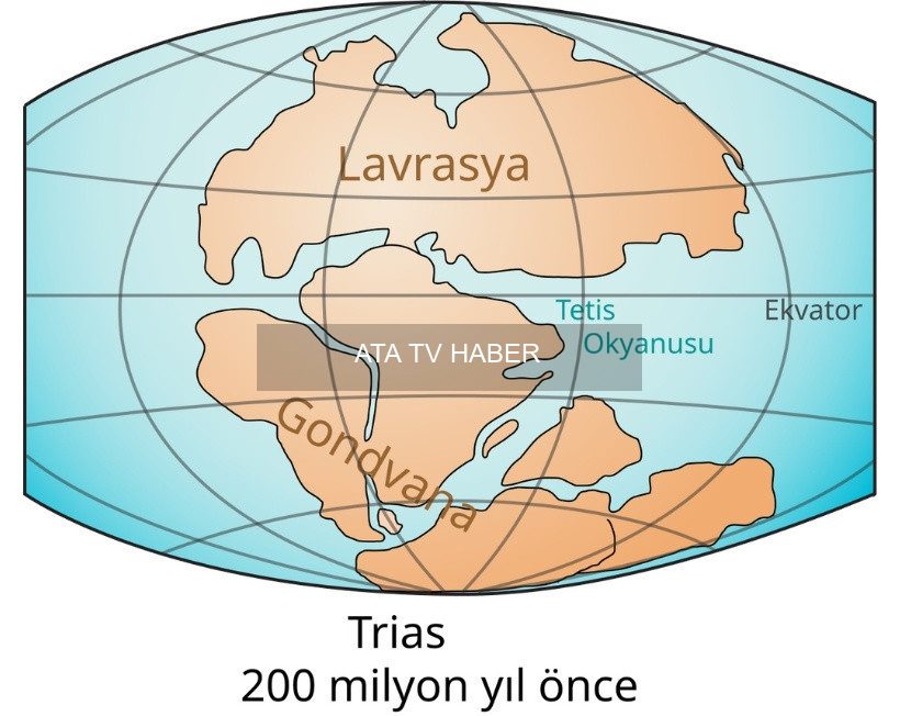 Devaniyen Dönemi'nden Çıkan 385 Milyon Yıllık Kehribar Keşfi Hujiersite'de Işığa Kavuştu